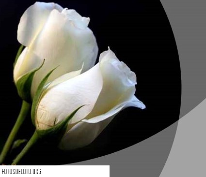 moños de luto con una rosa blanca